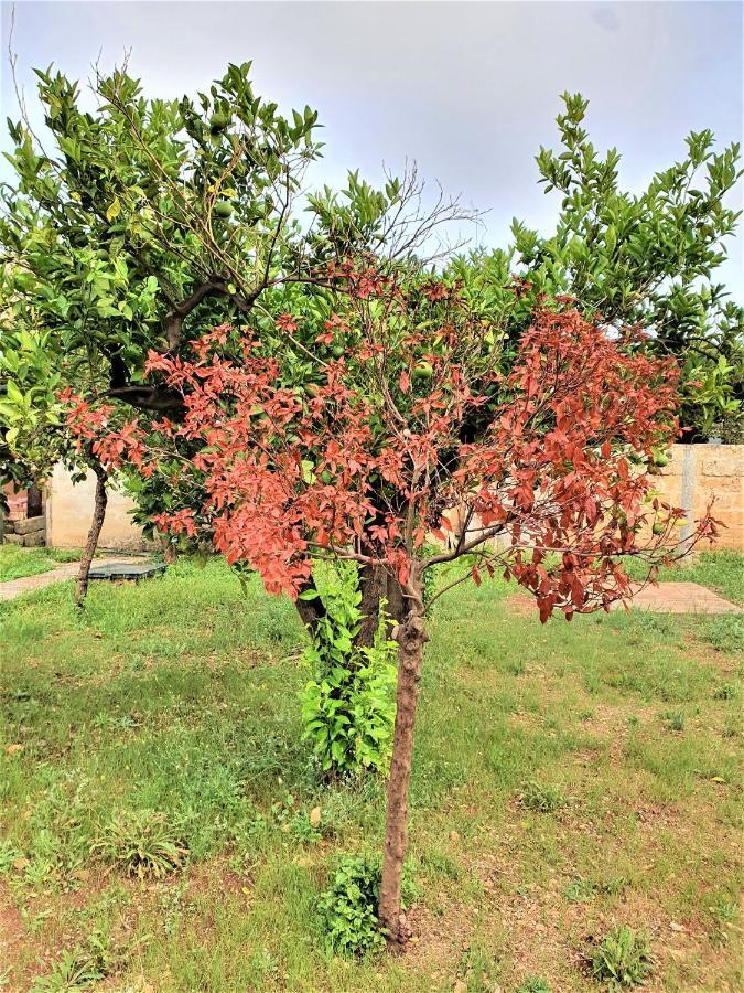 Villa Nel Salento - Ampie Camere E Giardino, Fino A 9 Persone Barbarano del Capo Kültér fotó